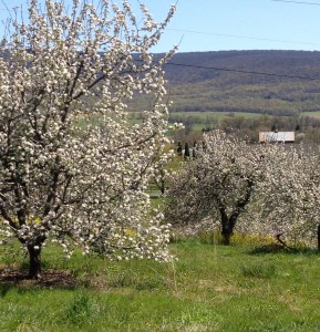 Apple blossoms with mountain