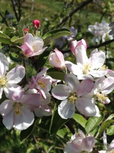 Apple blossom close up