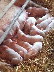 LITTER OF PIGS BORN APRIL 5, 2012