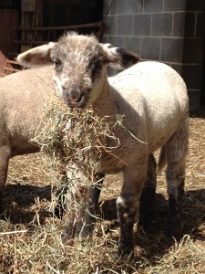 Baby lamb, Easter 2012