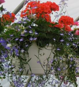 Hanging baskets
