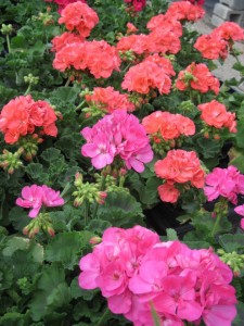 geraniums